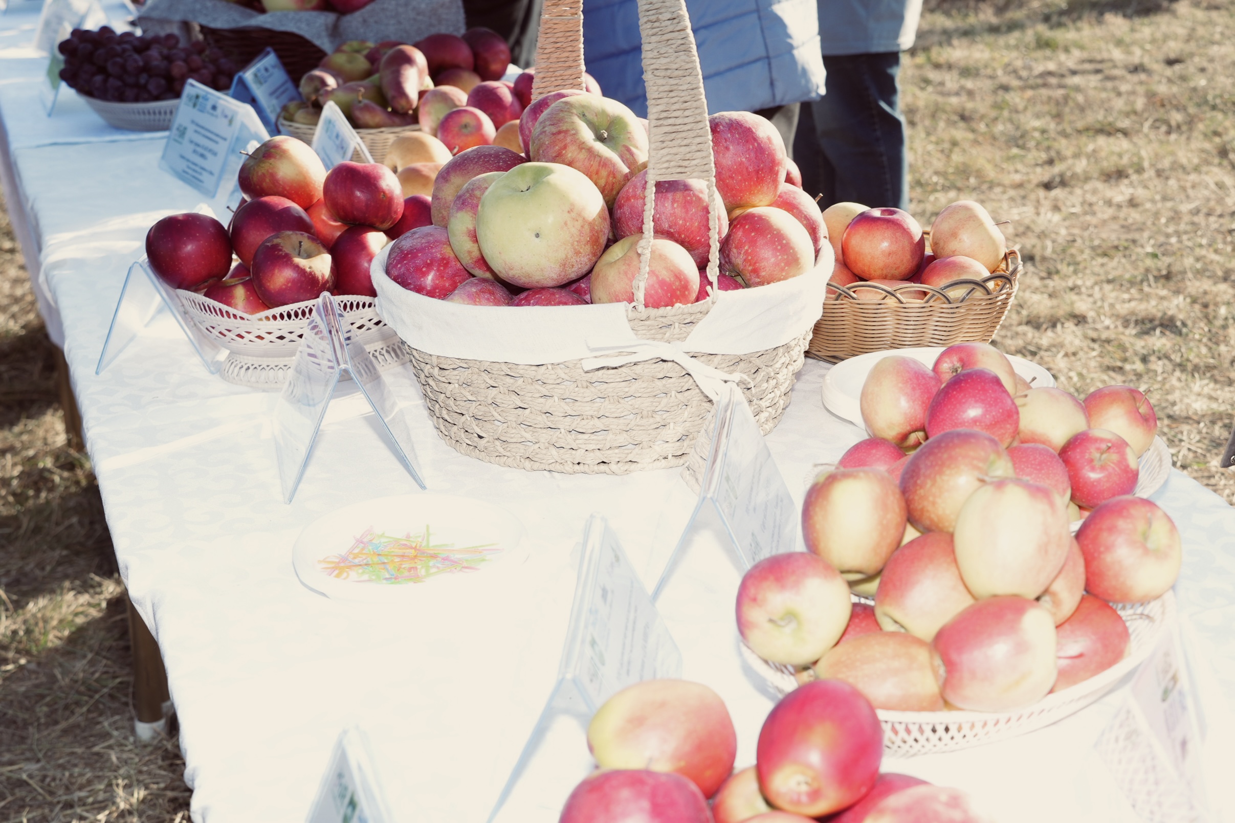 БАСПАСӨЗ БАЯНЫ
«Мичурин бағы» іргетасын қалау салтанаты:
Қазақстанда интенсивті бақ шаруашылығын дамытуға бағытталған ауқымды халықаралық жобаның бастауы